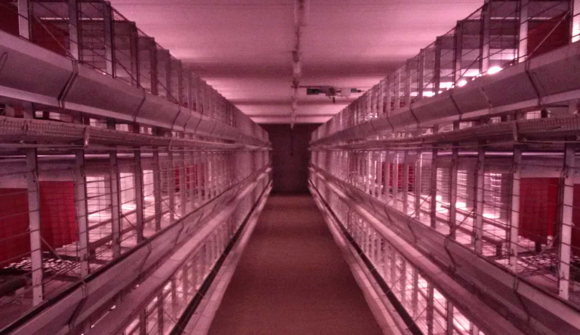 Rows of FDI stacked layer cages inside a commercial poultry barn