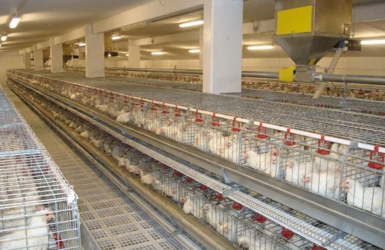 Broiler chickens in a tiered cage system with feeding and watering lines