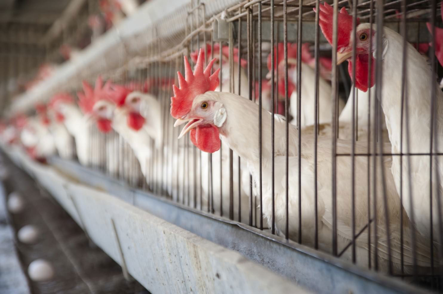 Hens in FDI layer cages