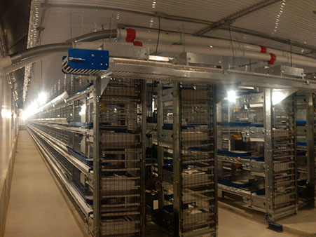 FDI egg collection conveyor running along a cage row