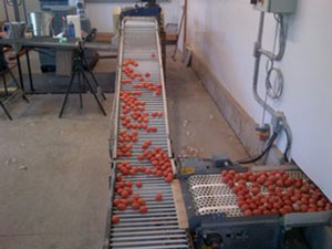 Brown eggs travelling on an FDI egg conveyor