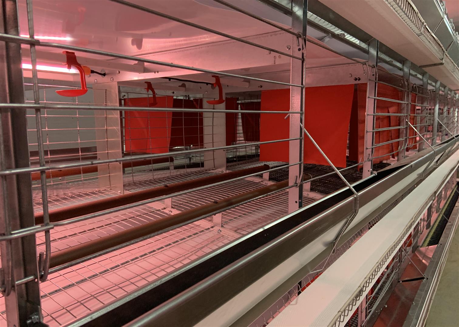 Hens inside an FDI Enriched Condo layer unit with red nesting curtains