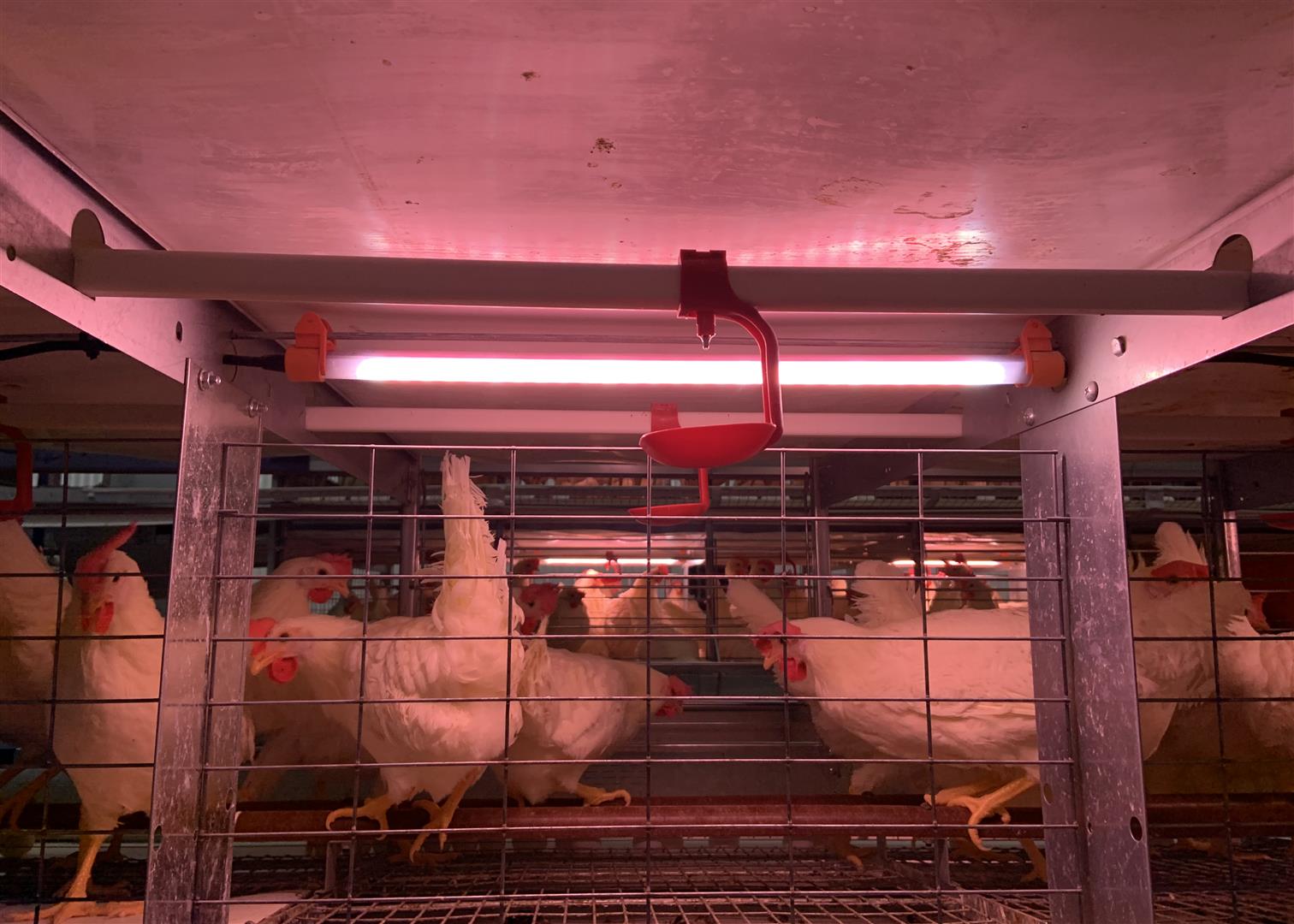 Hens under lighting inside FDI condo units