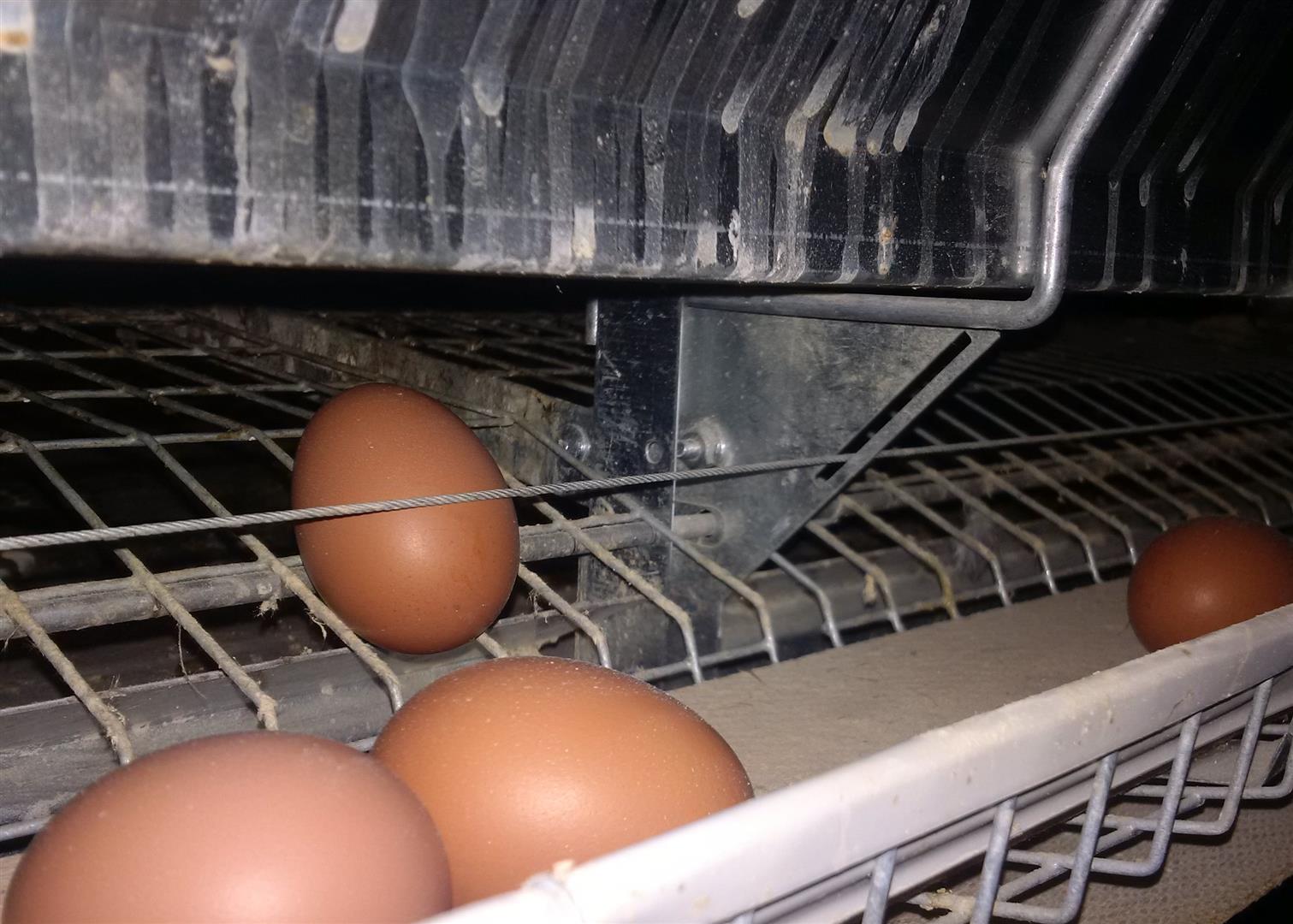 Close-up of eggs rolling onto the egg belt of an FDI condo unit