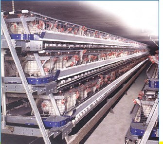 FDI A-Frame layer cages with hens in a barn