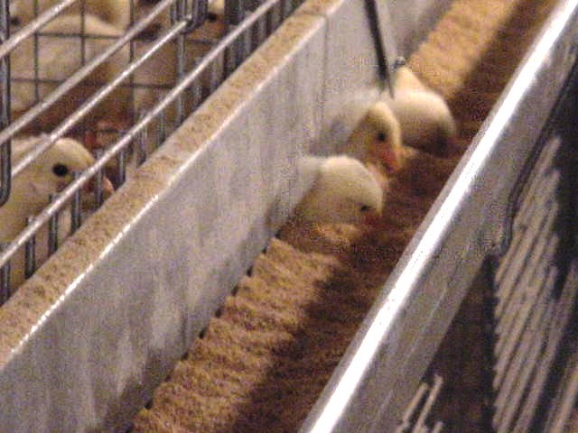 Chicks feeding at the trough of an FDI pullet cage