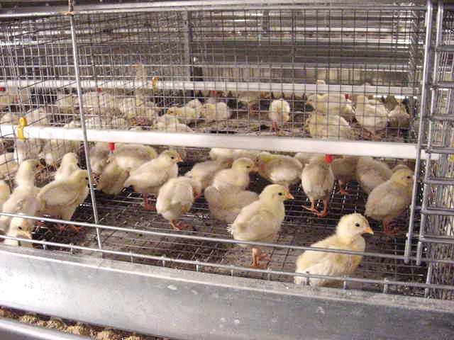 Chicks in an FDI pullet rearing cage