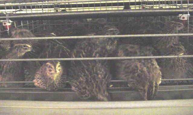 Quail inside an FDI quail cage