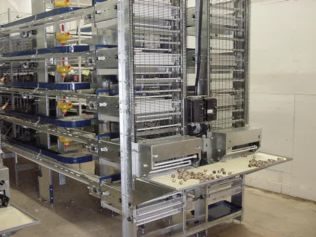 End view of FDI quail cages with egg collection