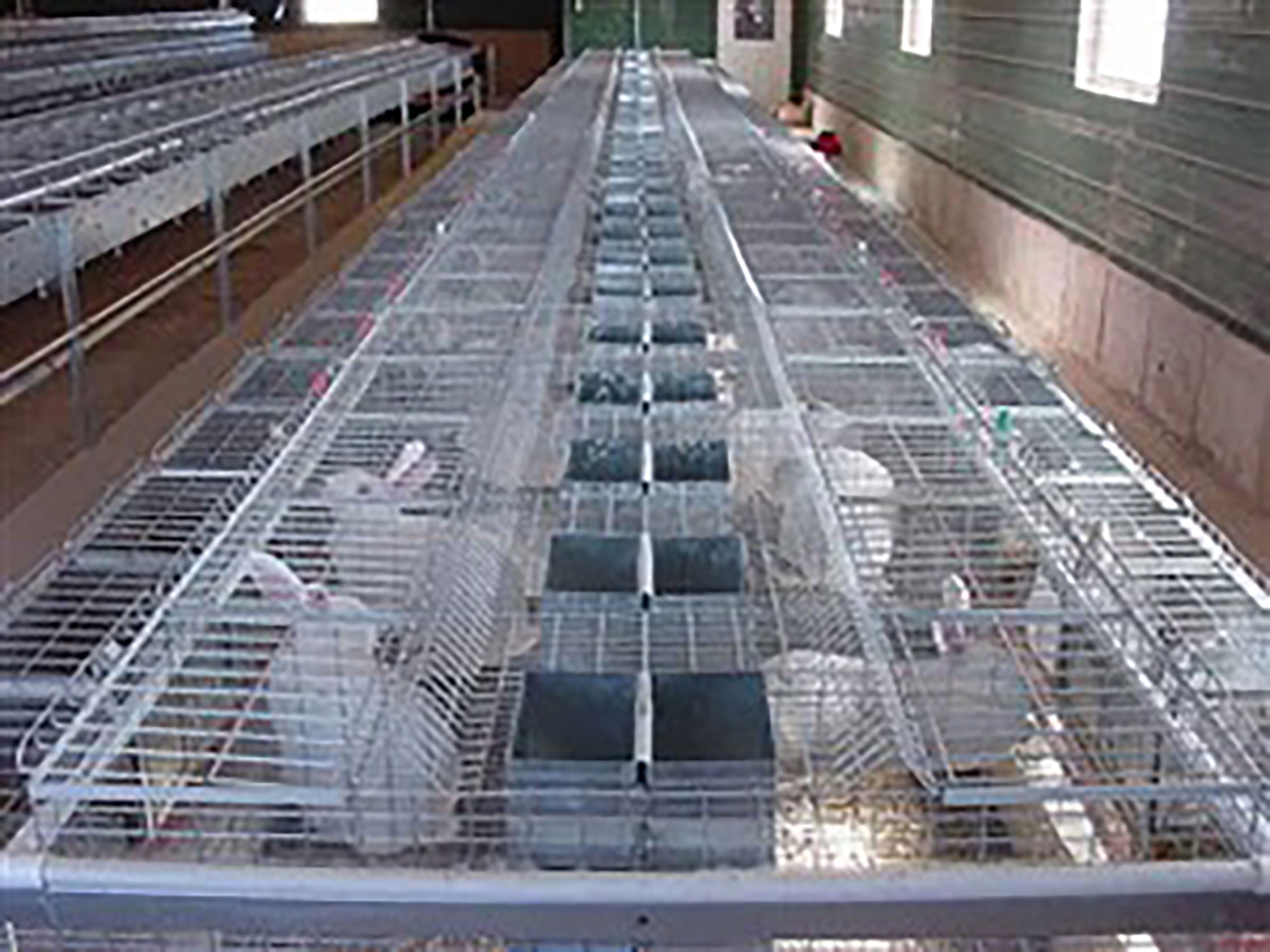 Long row of FDI rabbit cages