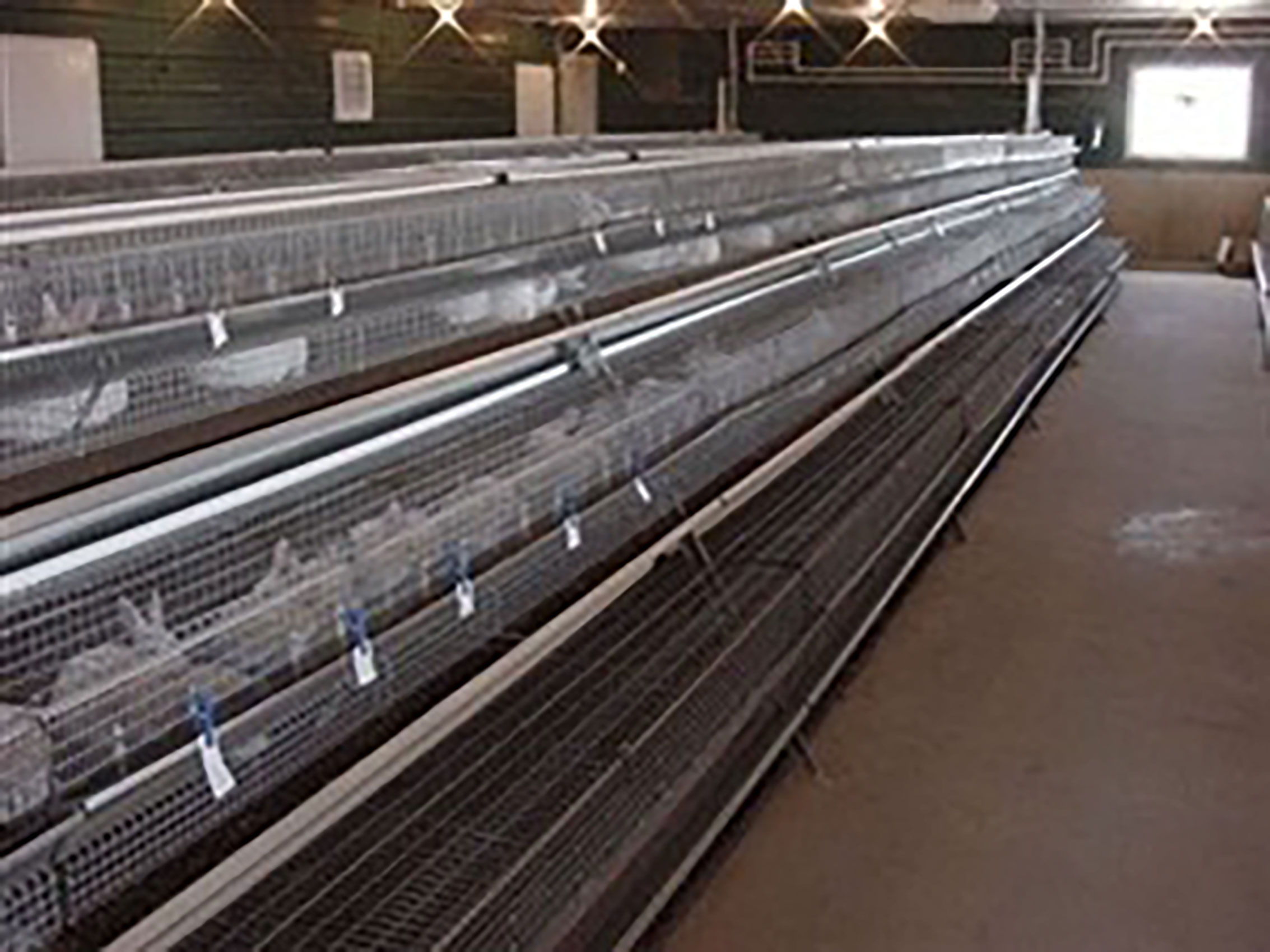 FDI rabbit cages with automatic watering lines