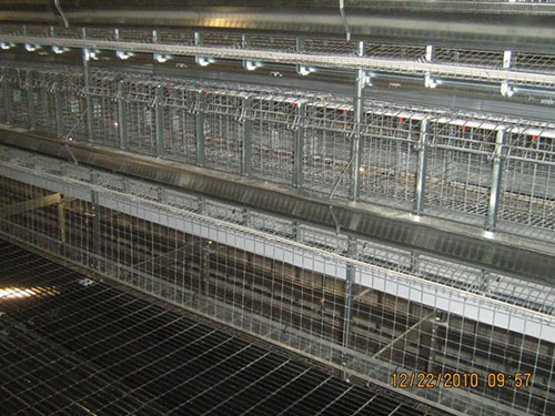 Large scale single bird layer/AI breeder cages