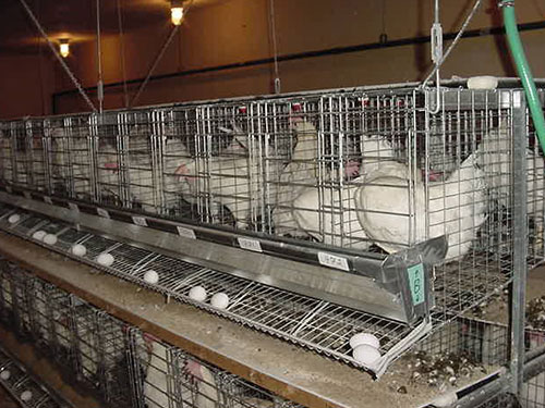 Hanging layer cages for research and teaching
