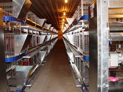 FDI enriched research cages with automatic chain feeding